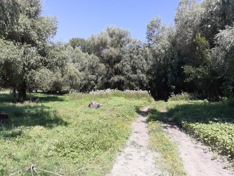 OCAZIE; teren MAHMUDIA 12euro/m.p. Suprafata 5000 m.p. Deschidere la Dunare 48m - 6