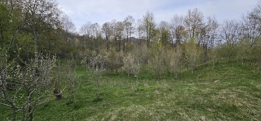 Teren de 3320 mp, în Provița de Sus