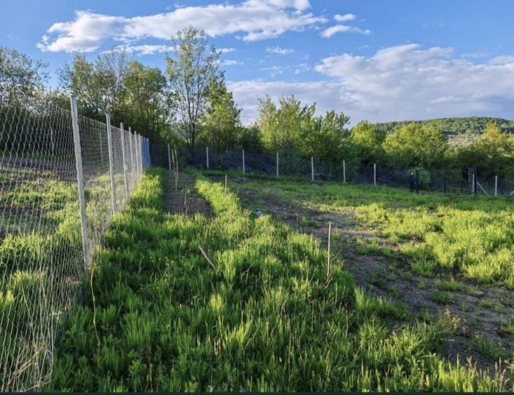 Teren extravilan 10 arii (1000 mp) Bistrita , Dealul Targului - 6