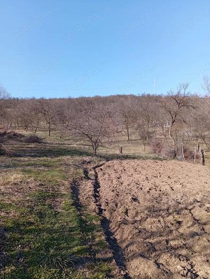 Casa individuala de vanzare, 3100 mp teren, loc. Cuzdrioara - 10