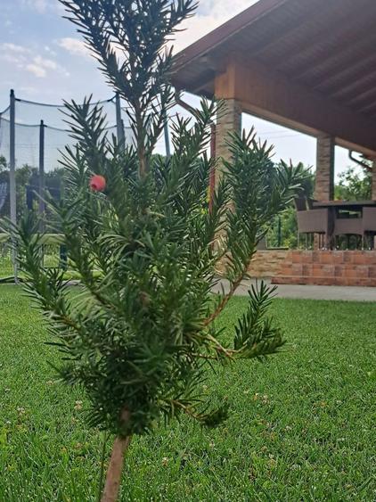 Casa moderna intr-un peisaj de vis, situata intre Pitesti si Valcea - 7