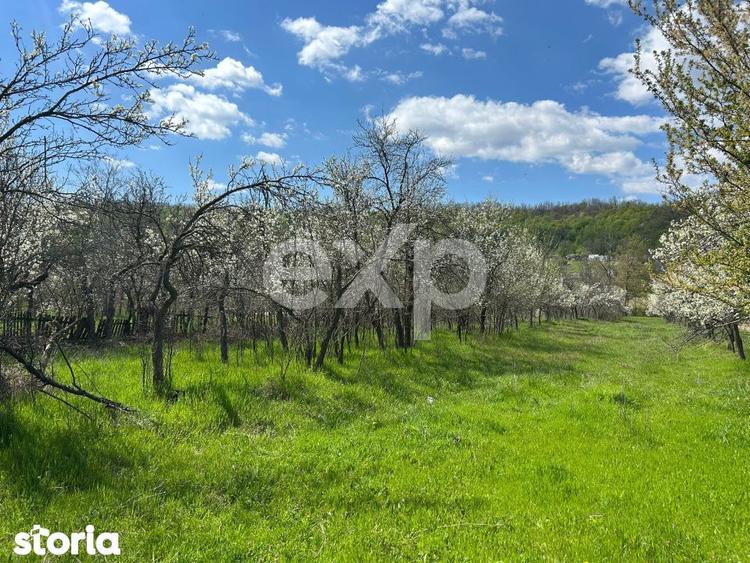 Casa la tara cu teren 3940 mp si livada zona linistita - 7