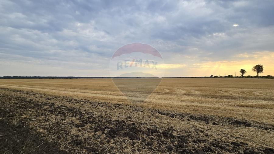 Teren intravilan Buftea, langa Padurea Mocanului - 2