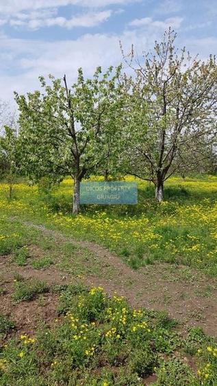 Teren 2.600 mp, utilități, Str. Merișor – Giurgiu - 8