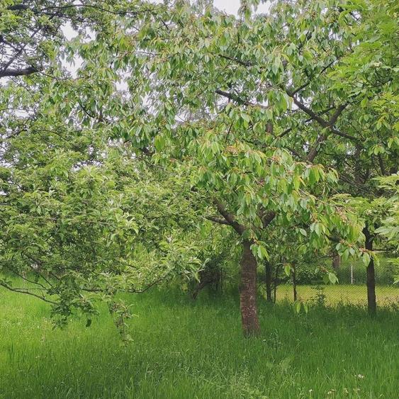 Teren de vanzare Frasin, Gura Humorului - 5