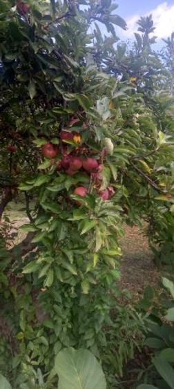 Teren cu casă bătrânească, de vânzare, situat în Stațiunea Slănic – Prahova. - 8