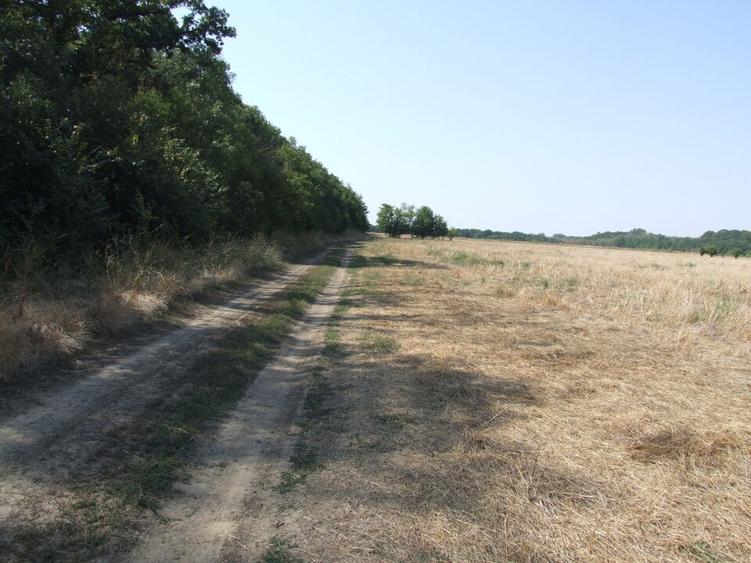 Clinceni-Ordoreanu intre padurea Teghes si Ordoreanu - 6