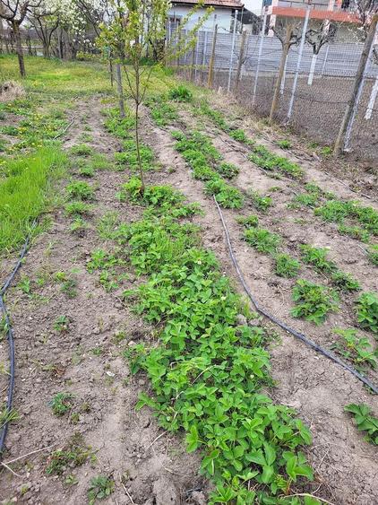 Casa de vanzare , Sat Dumitresti 5 km pana in Dragasani - 5