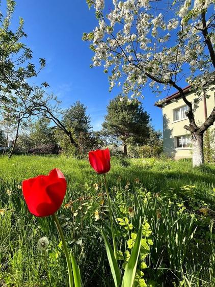 PROPRIETATE UNICA: 1.618 MP TEREN  IN PIPERA, CU VILA SOLIDA SI GRADINA SUPERBA - 8