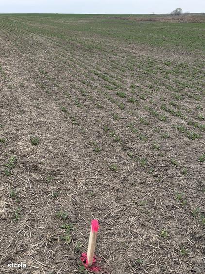 Teren arabil Vasilati - 1