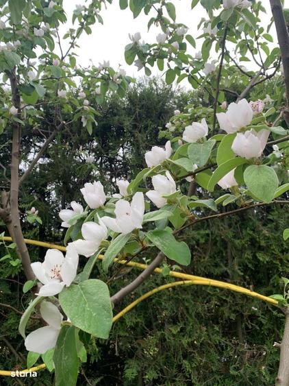 Teren intravilan, acces la utilita?i, Vanatori, jud. Gala?i - 1