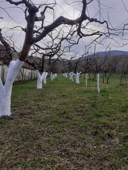 Vand teren extravilan livada - 5