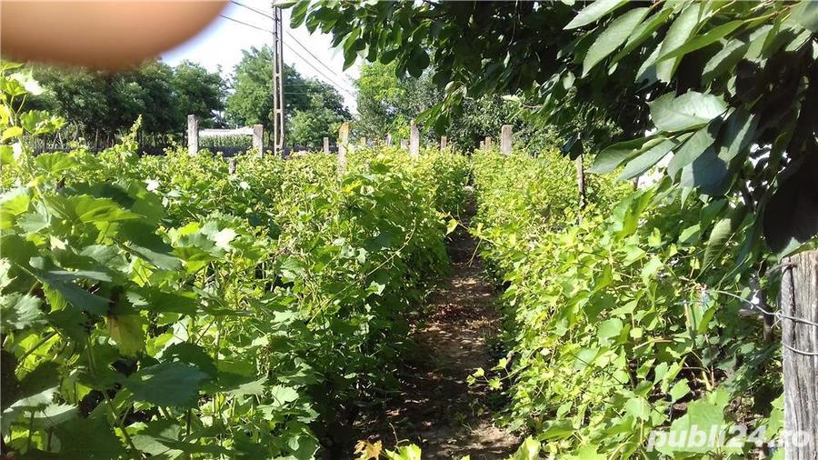 Casa cu teren in suprafata de 6.800m2 - 2