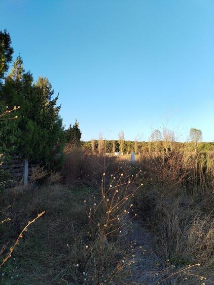 Ciolpani, spre Izvorani - COR, vanzare teren 5000mp. - 6