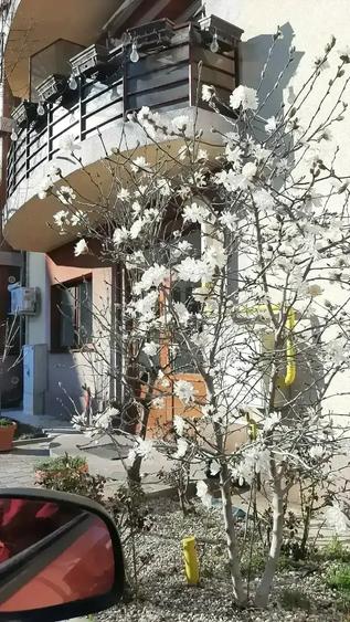 PROPRIETAR Vand ap 2cam, et 2 Bacau In vila. Gradina cu magnolii Parcare - 7