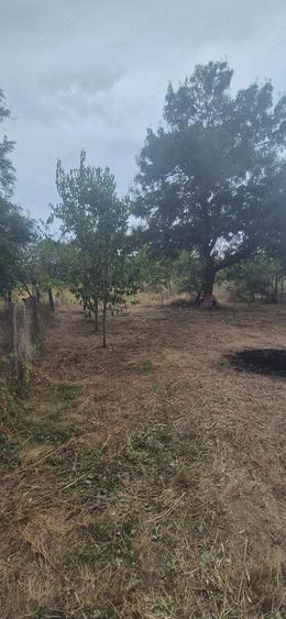 Vand casa in Sculia,Ora?ul Gataia,Jud Timi? (2158mp) - 8