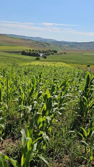 Teren intravilan 3.100 mp de vânzare – Buza, Cluj – acces direct DJ161E - 1