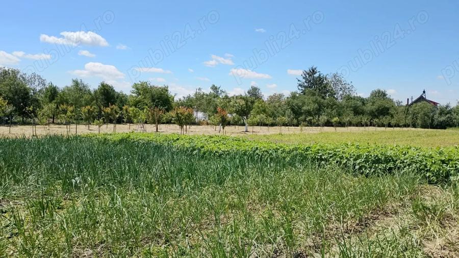 Vand casa cu teren 5725 mp, livada 100 pomi fructiferi, hala 220 mp in Dragoiesti, jud Timis - 4