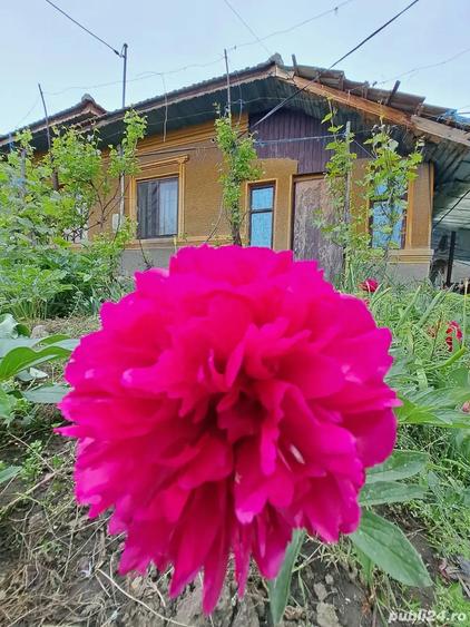 casa, com. Ileana, Calara?i - 2