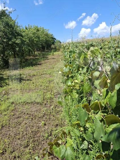 Casa, teren, anexe Un?eni, Burle?ti - Proprietate cu poten?ial! - 3