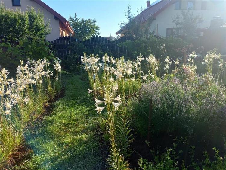 Bacau ,  Vila, la 5 minute de Centrul Orasului - 5