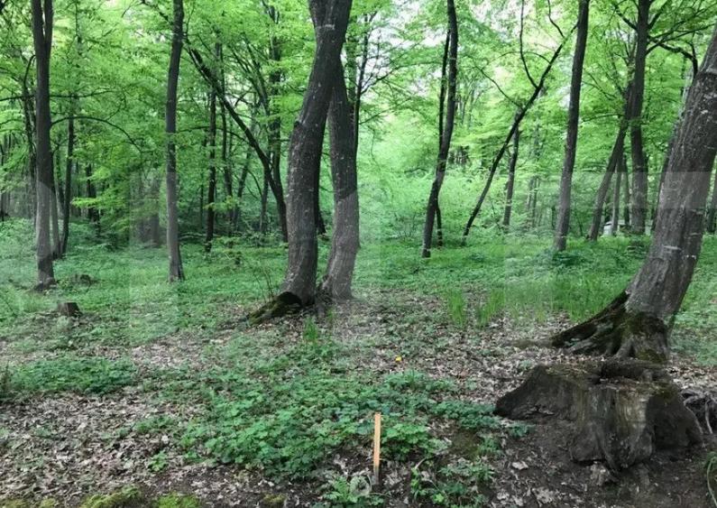 Teren intravilan, 1300 mp, Faget - 5