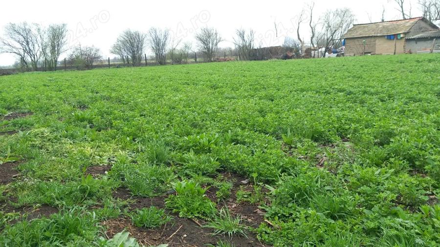 Vand casa Glodeanu Sili?tea - 7