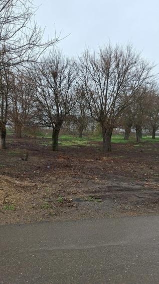 Teren intravilan 982 mp, 2 fronturi Ortisoara, utilitati complete - 3