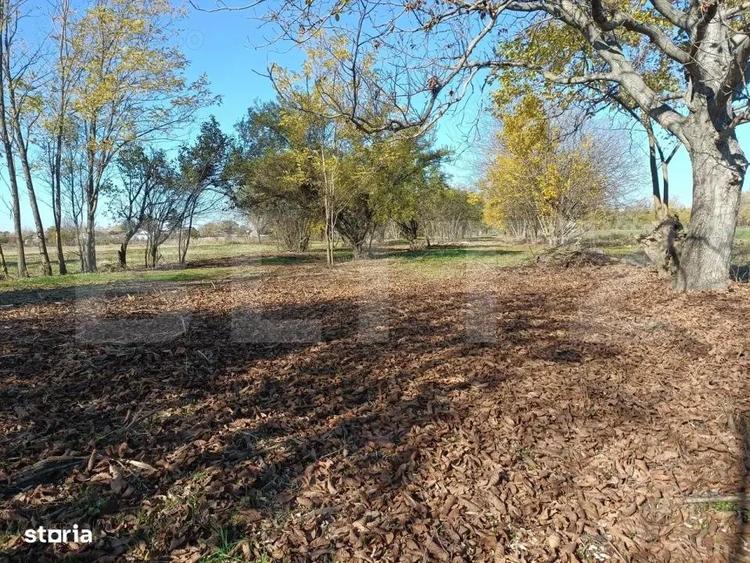 OPORTUNITATE TEREN 0,9 Ha intravilan constructii+extravilan - 3