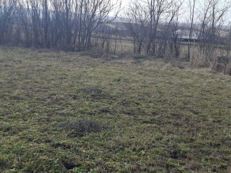 Gradina - Loc de casa - Gorbanesti - 2200 m2 - 2