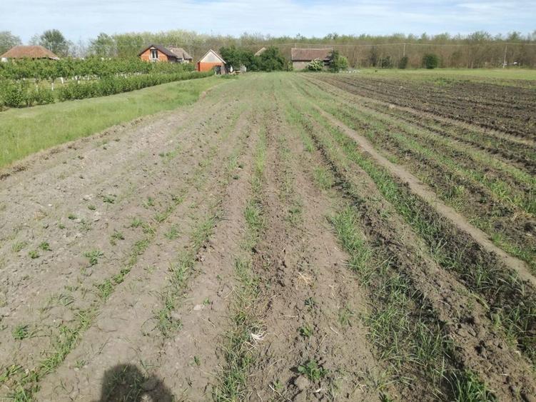 Ag BRASADAS vinde casa LOCUIBILA 3 cam teren 5.000 mp HOREA. - 1