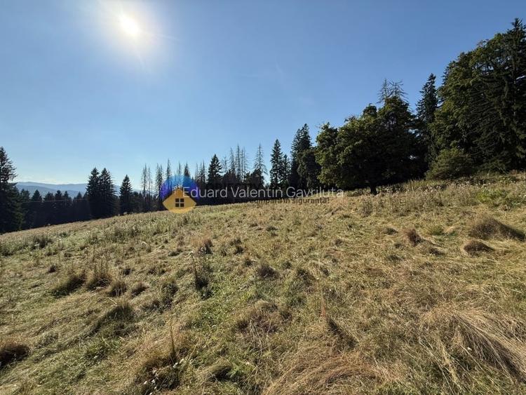 Teren de vanzare 5000 mp - Piatra Neamt