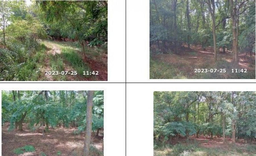 Teren padure, cota de 1/48 Horgesti, ID: R2325871 - 9