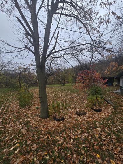 Teren intravilan Tomesti - 7