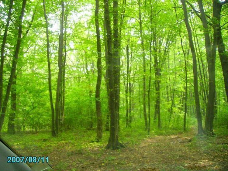 Vand teren 2 ha cu deschidere spre padure. - 4