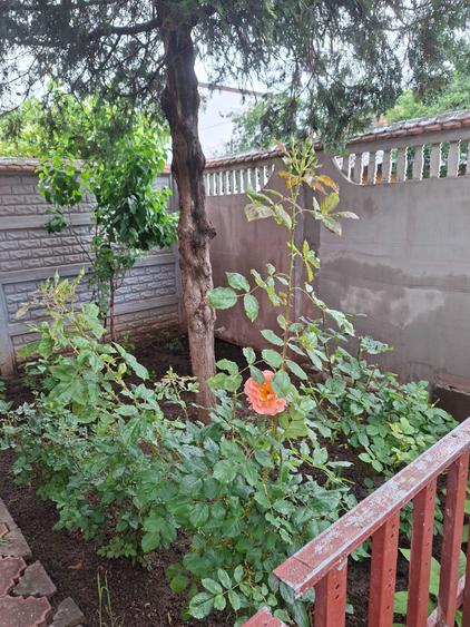 Casa de vanzare sector 5 - 2