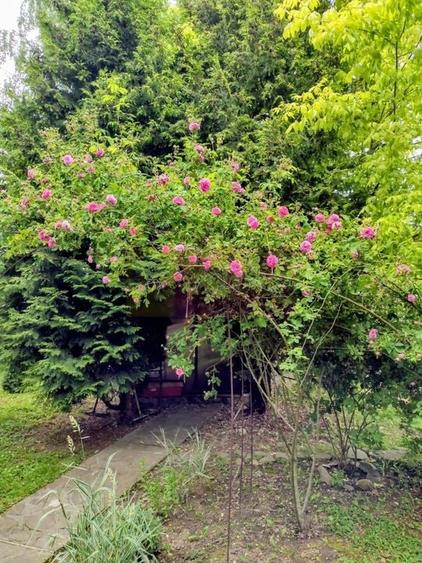 Vila de vanzare in Brebu - Zona Brebu Manastirei - 26