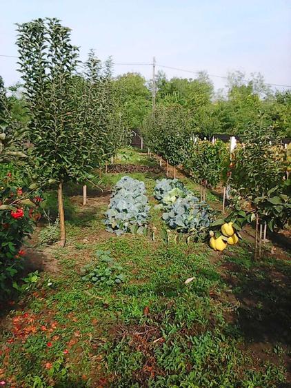 Vanzare teren intravilan (sat Maldaresti, comuna Dealu Morii, jud. Bacau) - 1