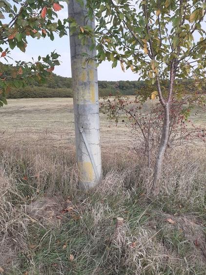 Teren intravilan inconjurat de padure, Ciofliceni, Snagov, comision 0 - 11