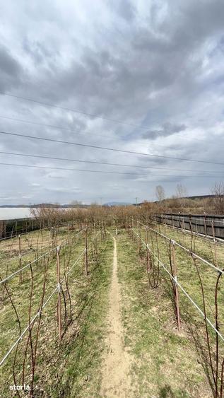 Vila cu piscina | Livada | Curte 3000 mp - 5