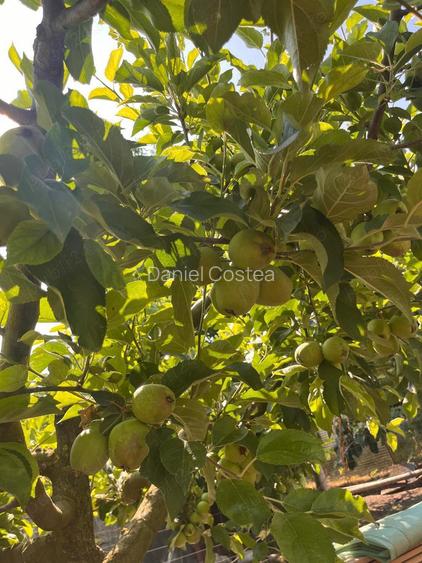 Gospodarie de vanzare