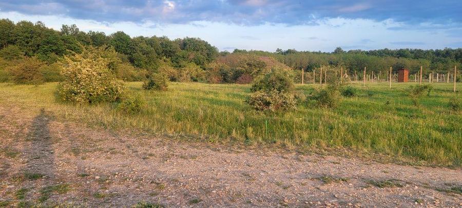 Teren intravilan in Gepiu - 3