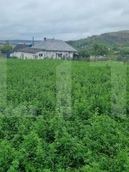 Casa batraneasca + Teren 1.666 mp intravilan, la 8 km de Boto?ani teren drept - 1