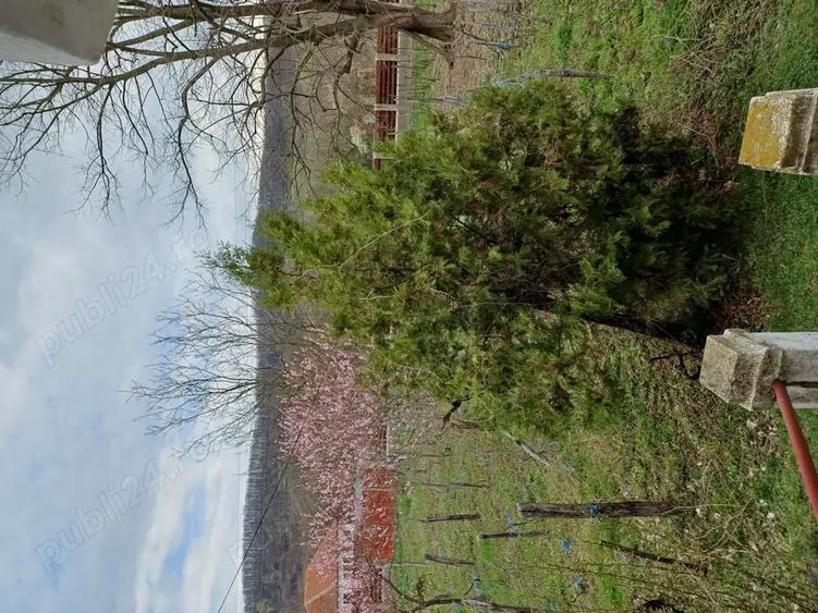 Inchiriez 46ha in Mehedin?i - 1