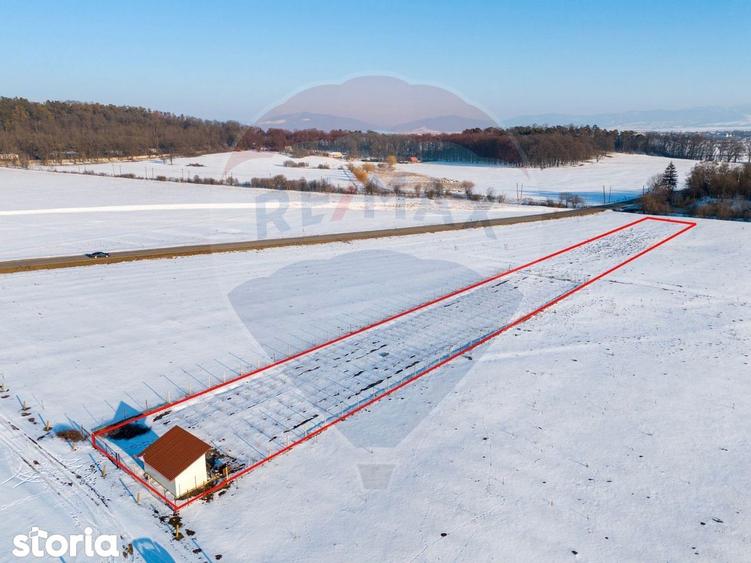 PLANTATIE ARONIA- TEREN AGRICOL - 5