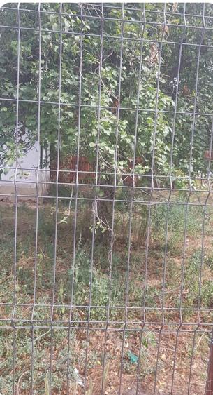 Casa batraneasca Pogoanele - 5