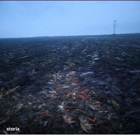 Teren extravilan Aroneanu, ID: R2933872 - 4