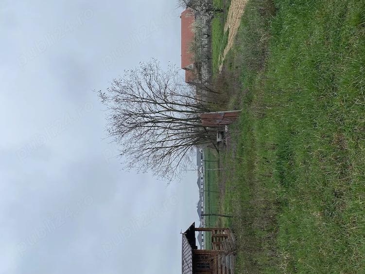 Teren de 5000 mp, în Lazuri