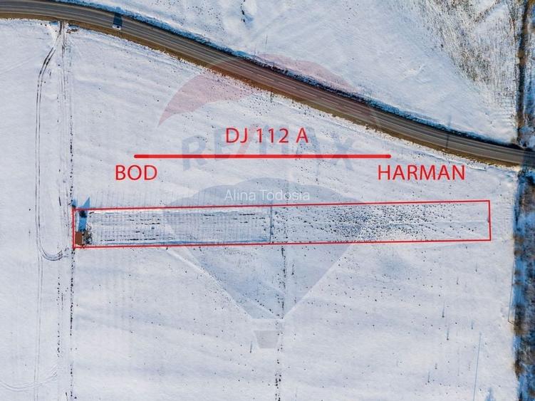 Teren cu plantatie de aronia