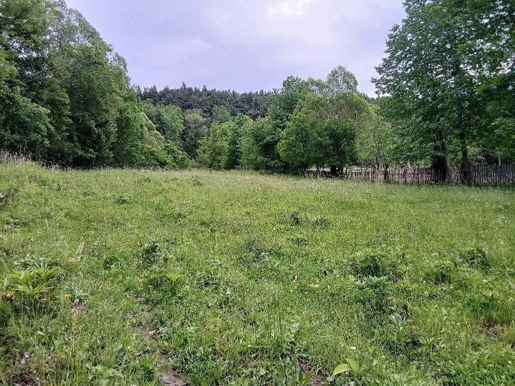 Vand Teren (Valea Doftanei) - 1